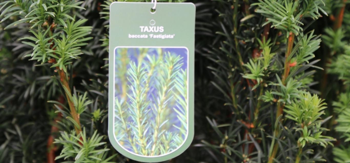 Taxus tag