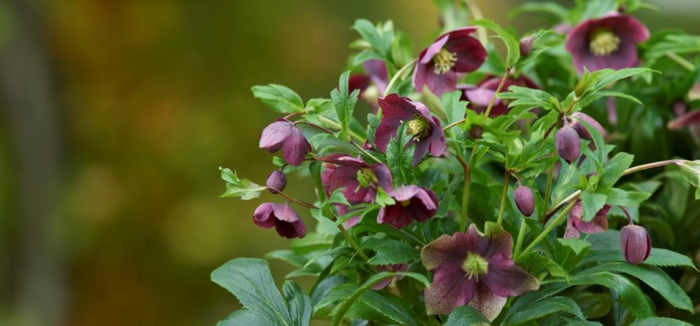 Helleborus VIV Valentina