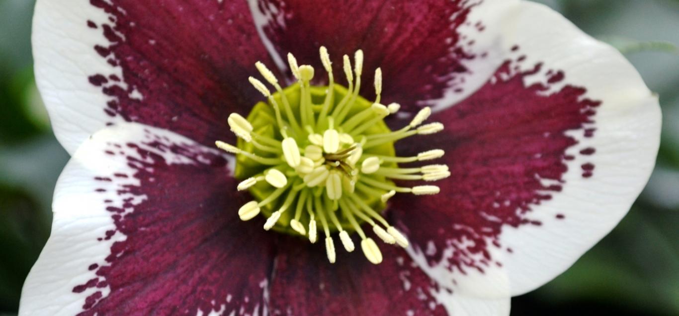 Helleborus orientalis 'Magic White spotted'