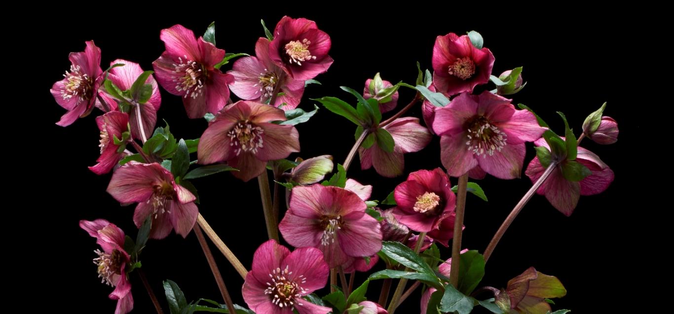 Helleborus orientalis single 'WB RED SELECTIONS'