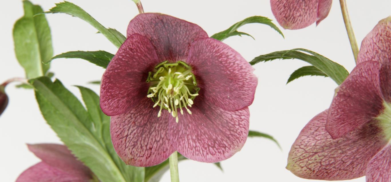 Helleborus VIV Victoria