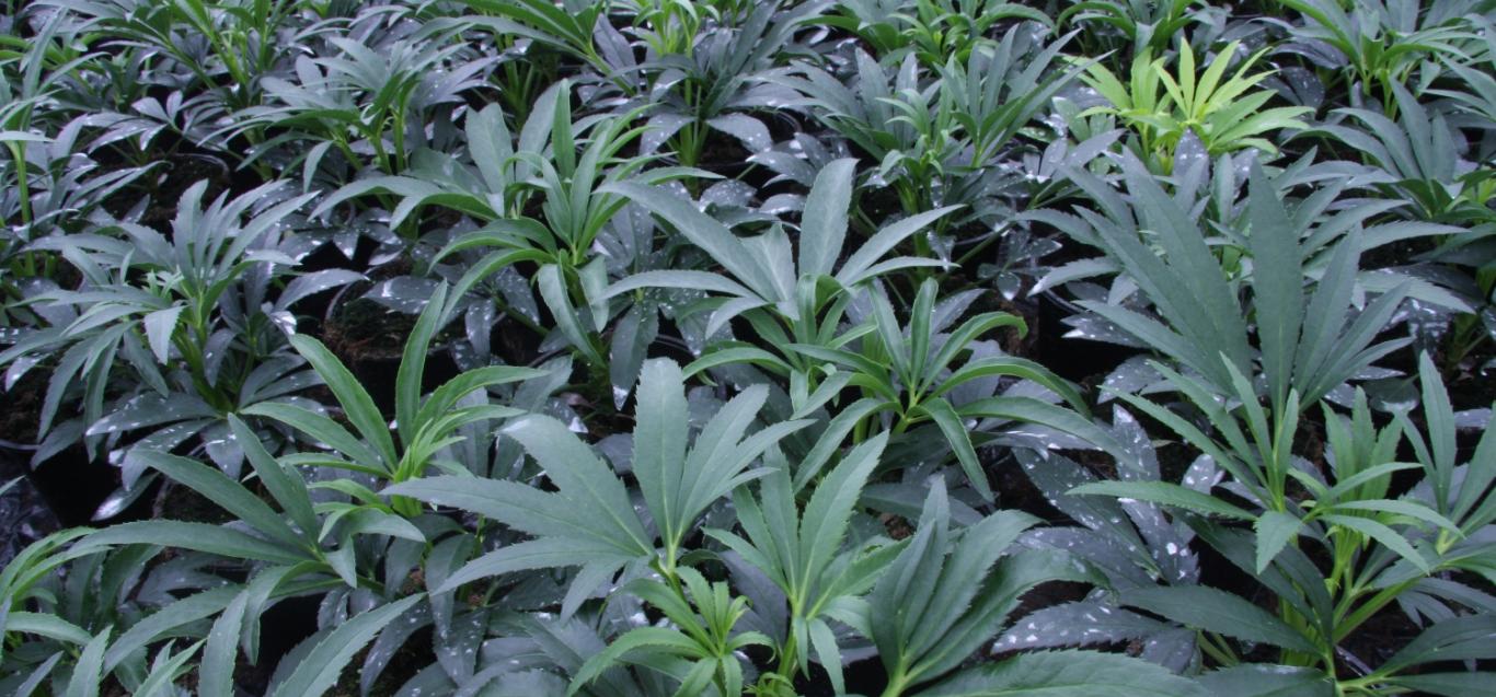 Planten