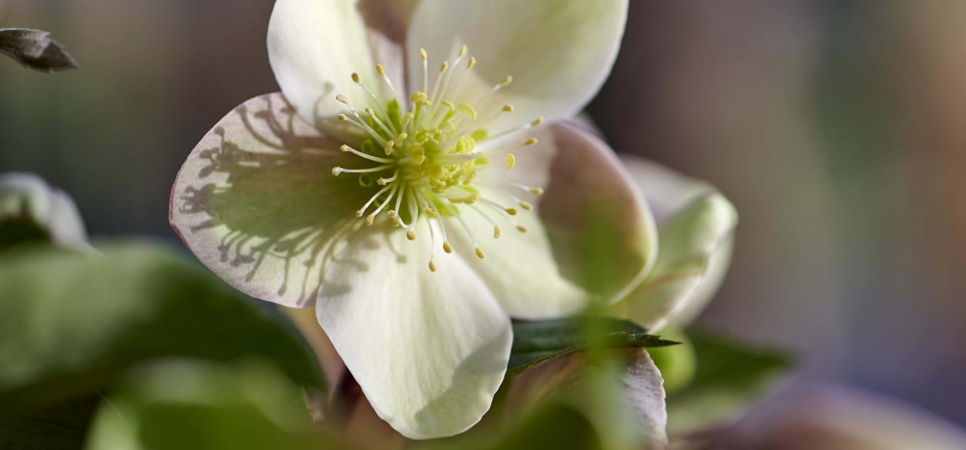 Helleborus ViV®Valeria