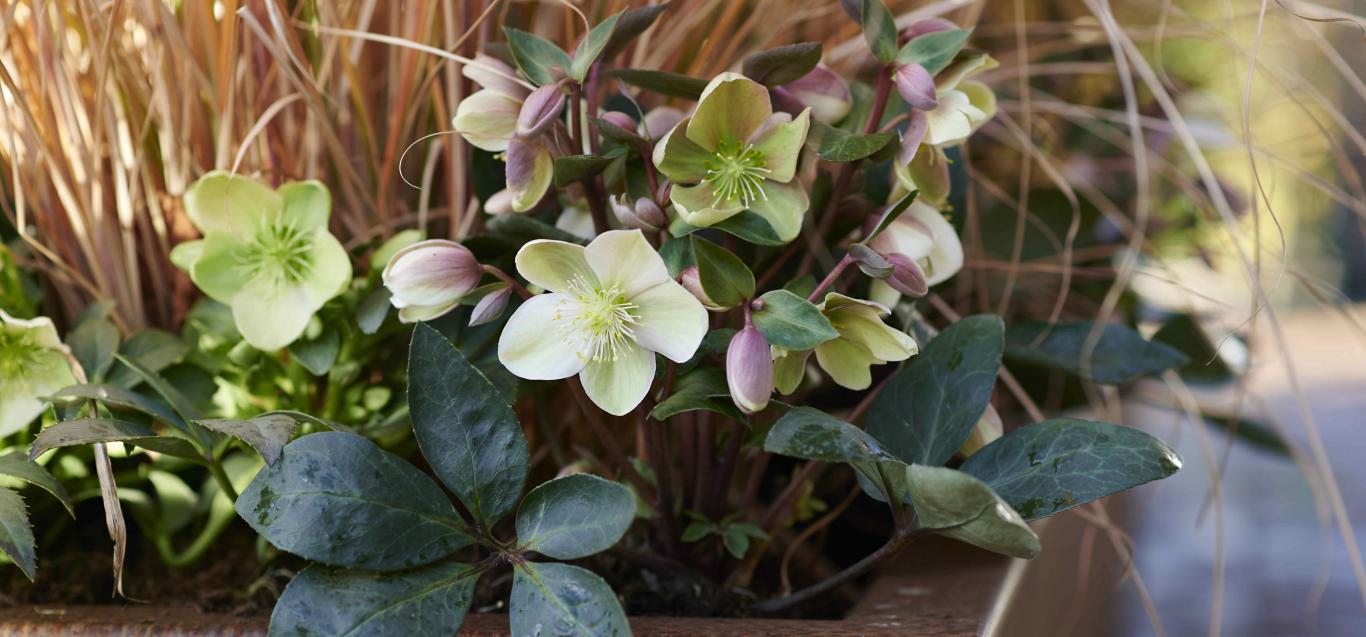 Helleborus ViV®Valeria