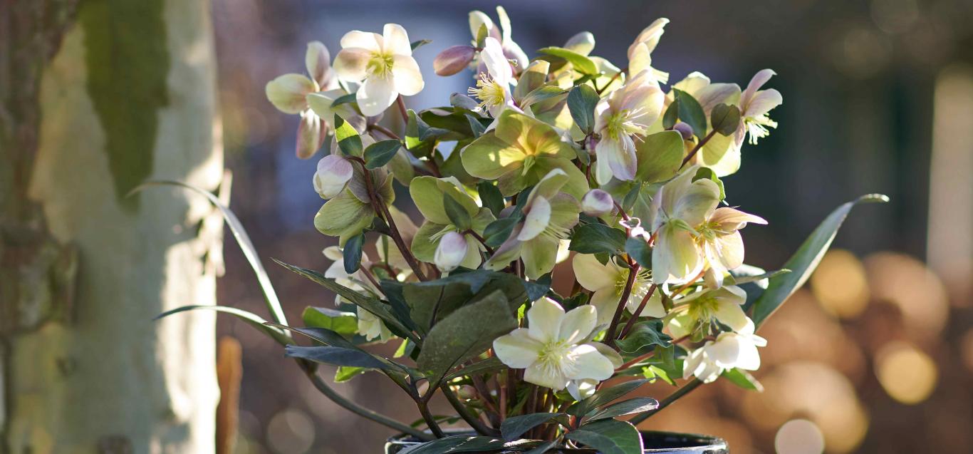 Helleborus ViV®Valeria