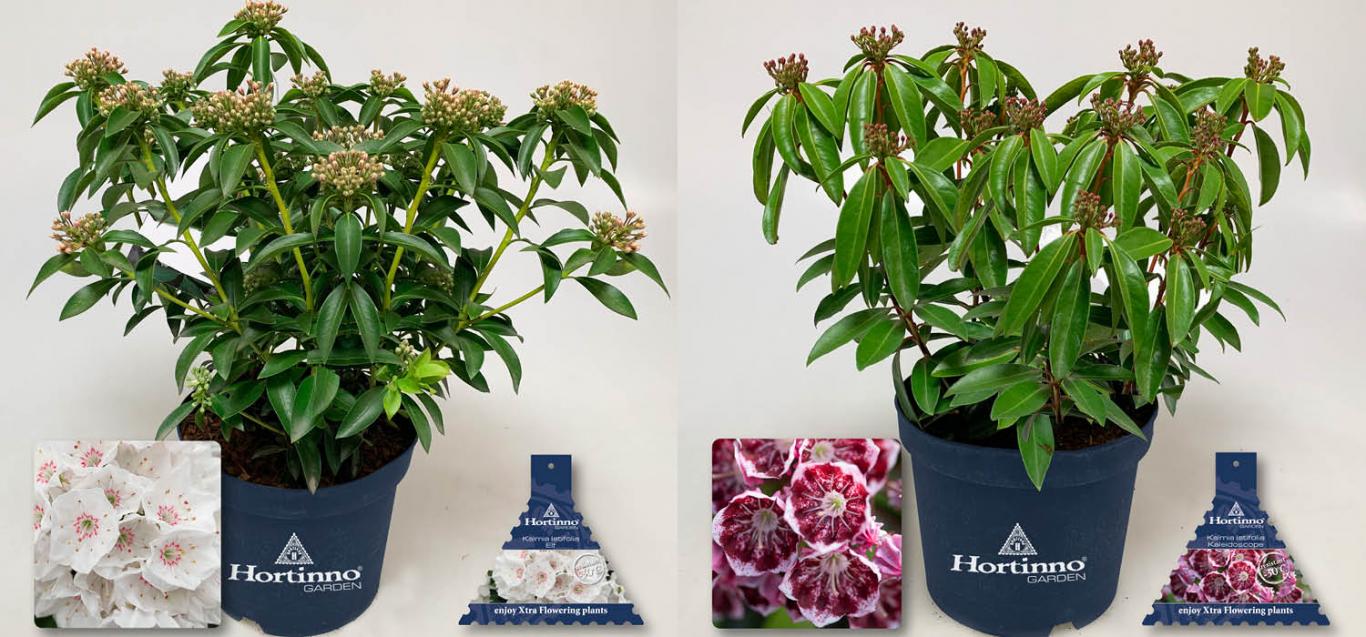 Kalmia Latifolia 'Elf' + Kalmia Latifolia 'Kaleidoscope'