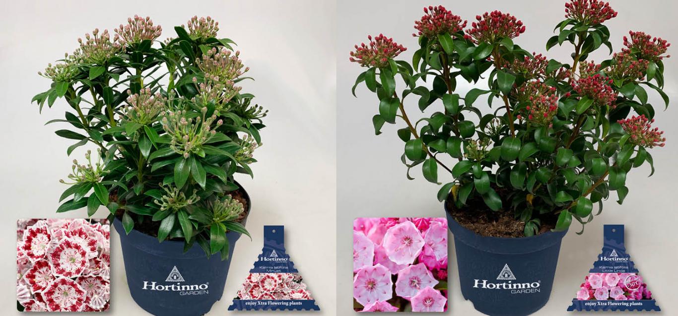 Kalmia Latifolia 'Minuet' + Kalmia Latifolia 'LittleLinda'