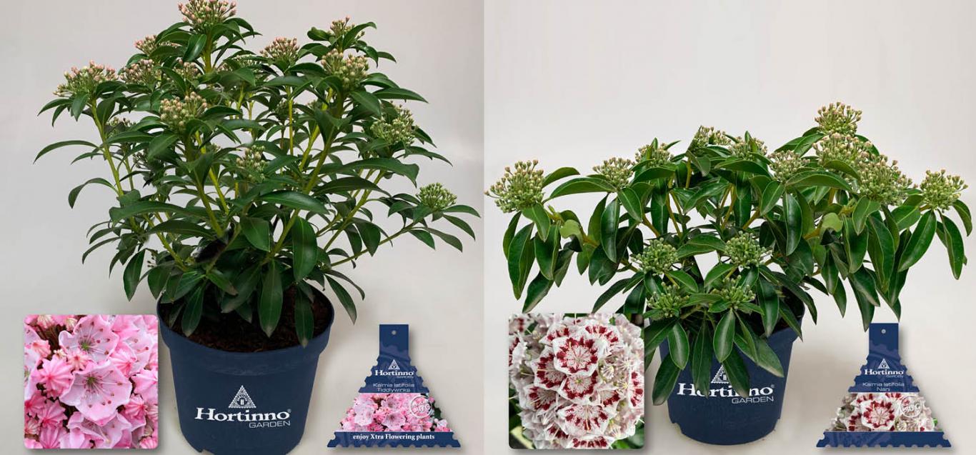 Kalmia Latifolia 'Tiddlywinks' + Kalmia Latifolia 'Nani'