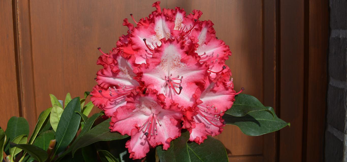 Rhododendron 'Grifie'