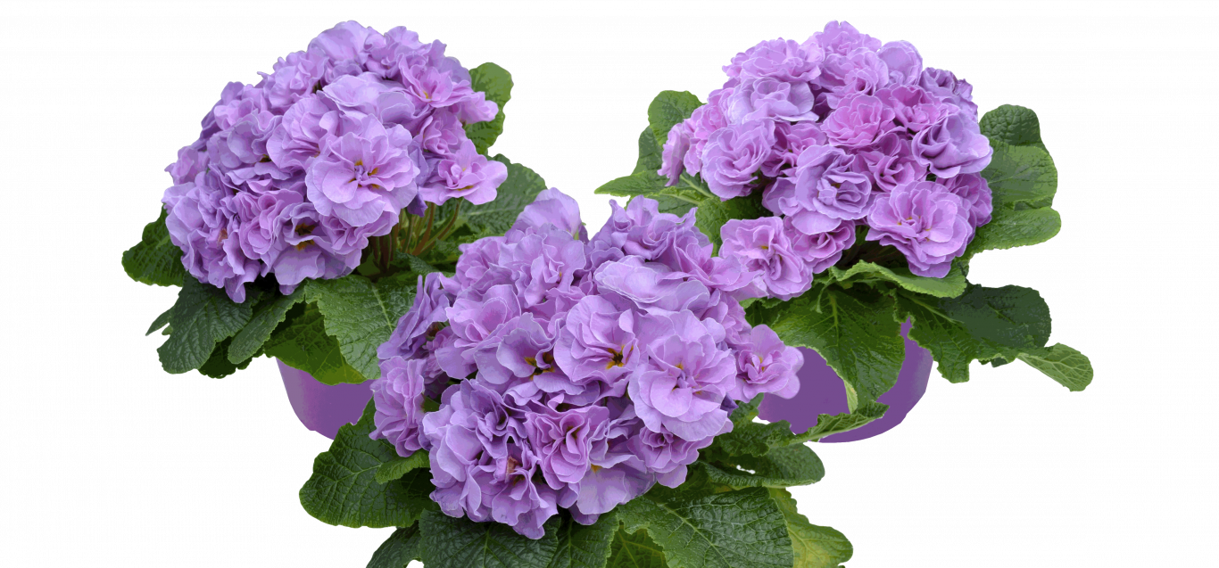 Rubens Lavender Shades
