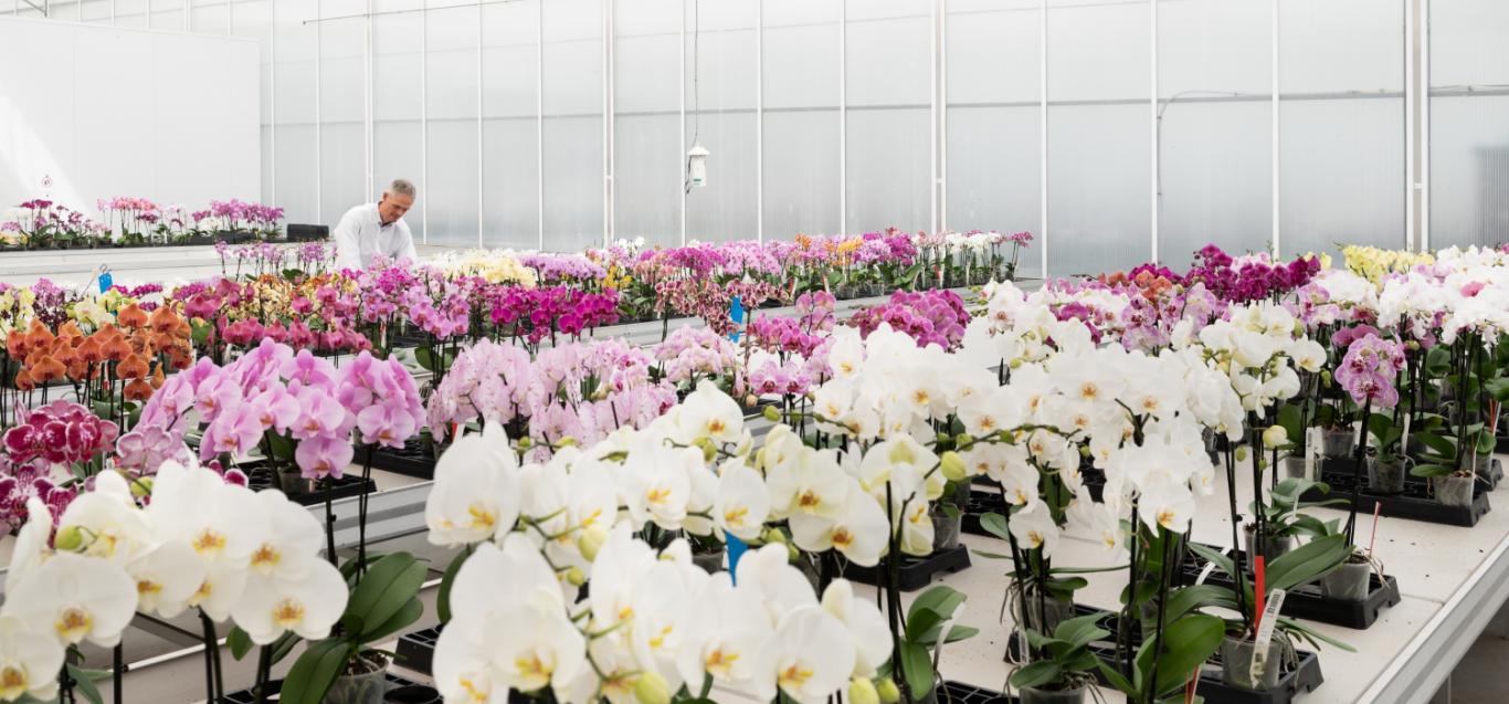 Microflor