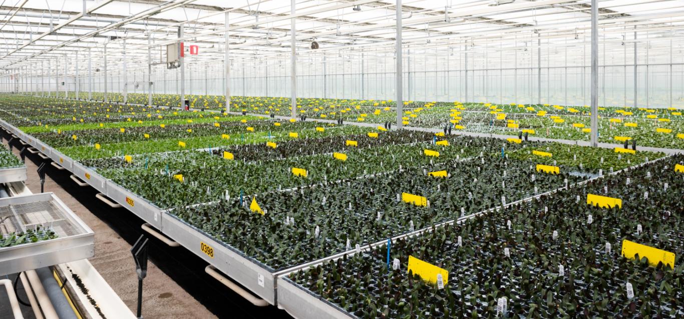 Microflor