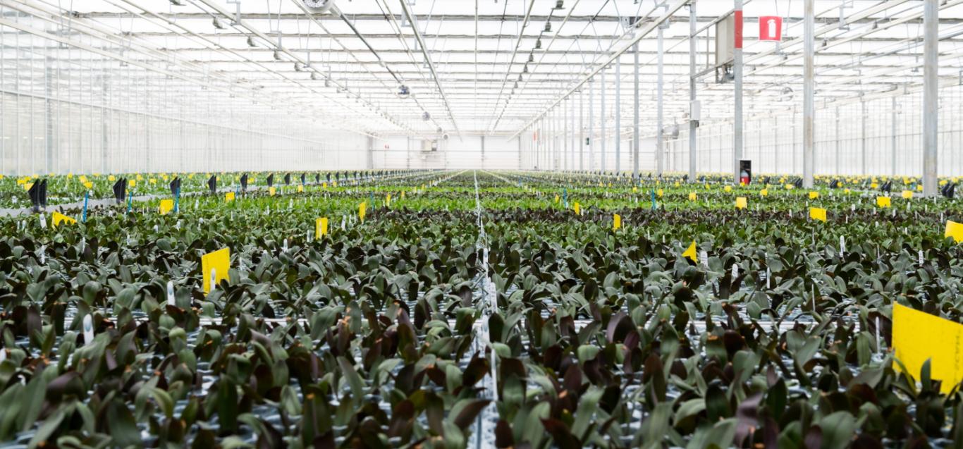 Microflor