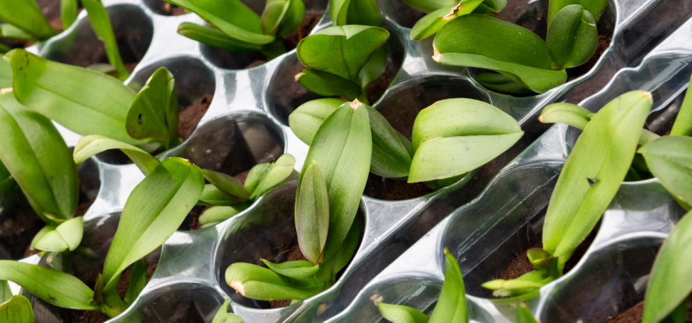 Microflor