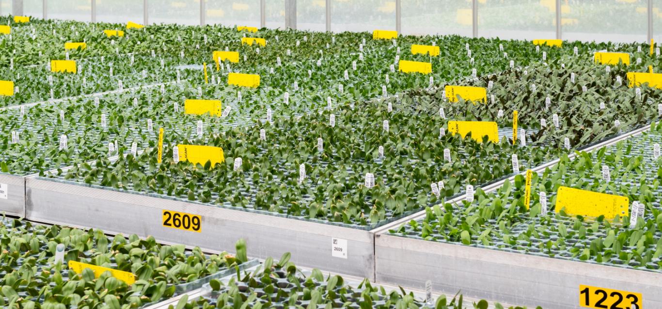 Microflor