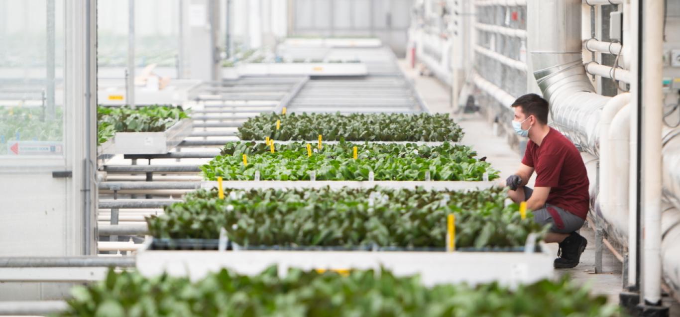 Microflor