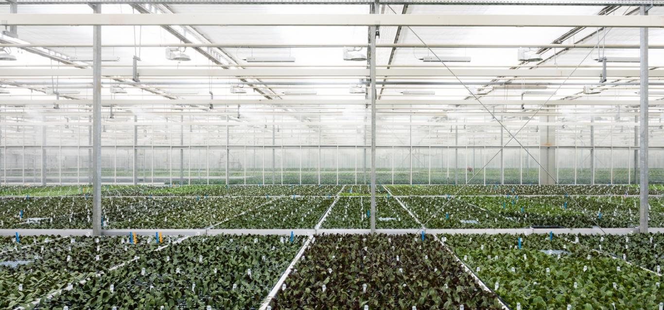 Microflor