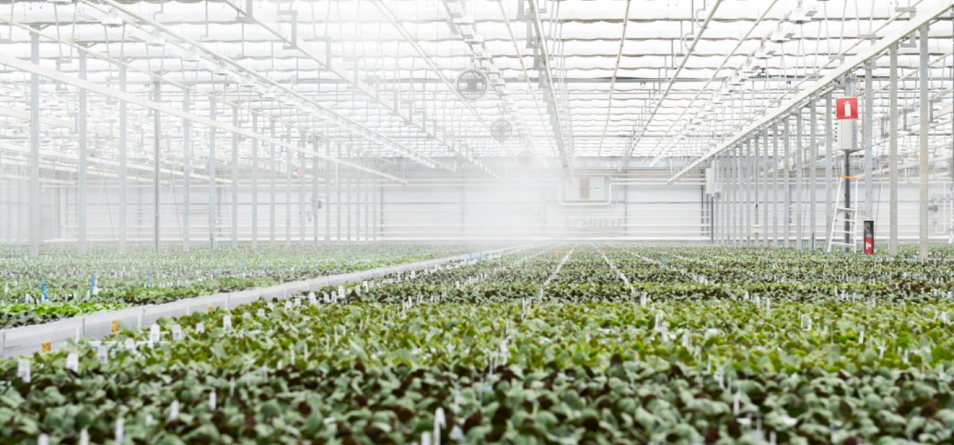 Microflor