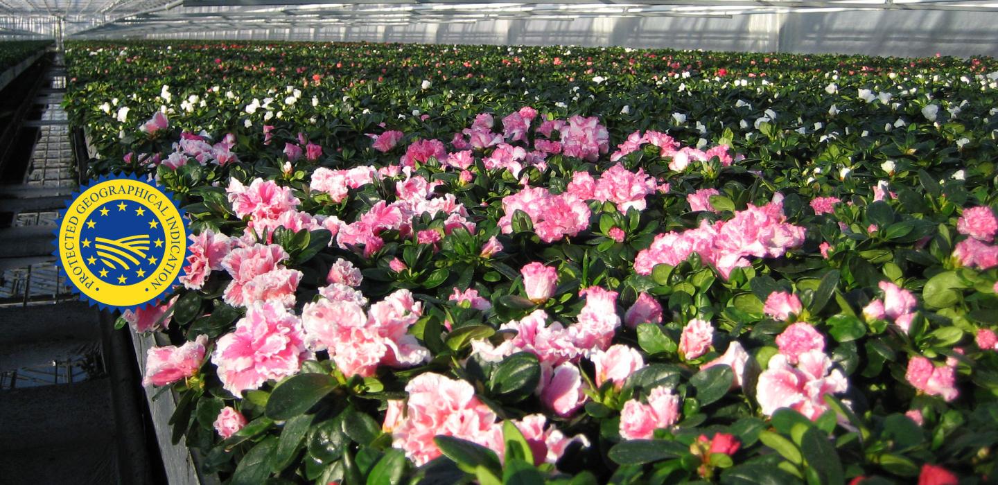 Gentse azalea