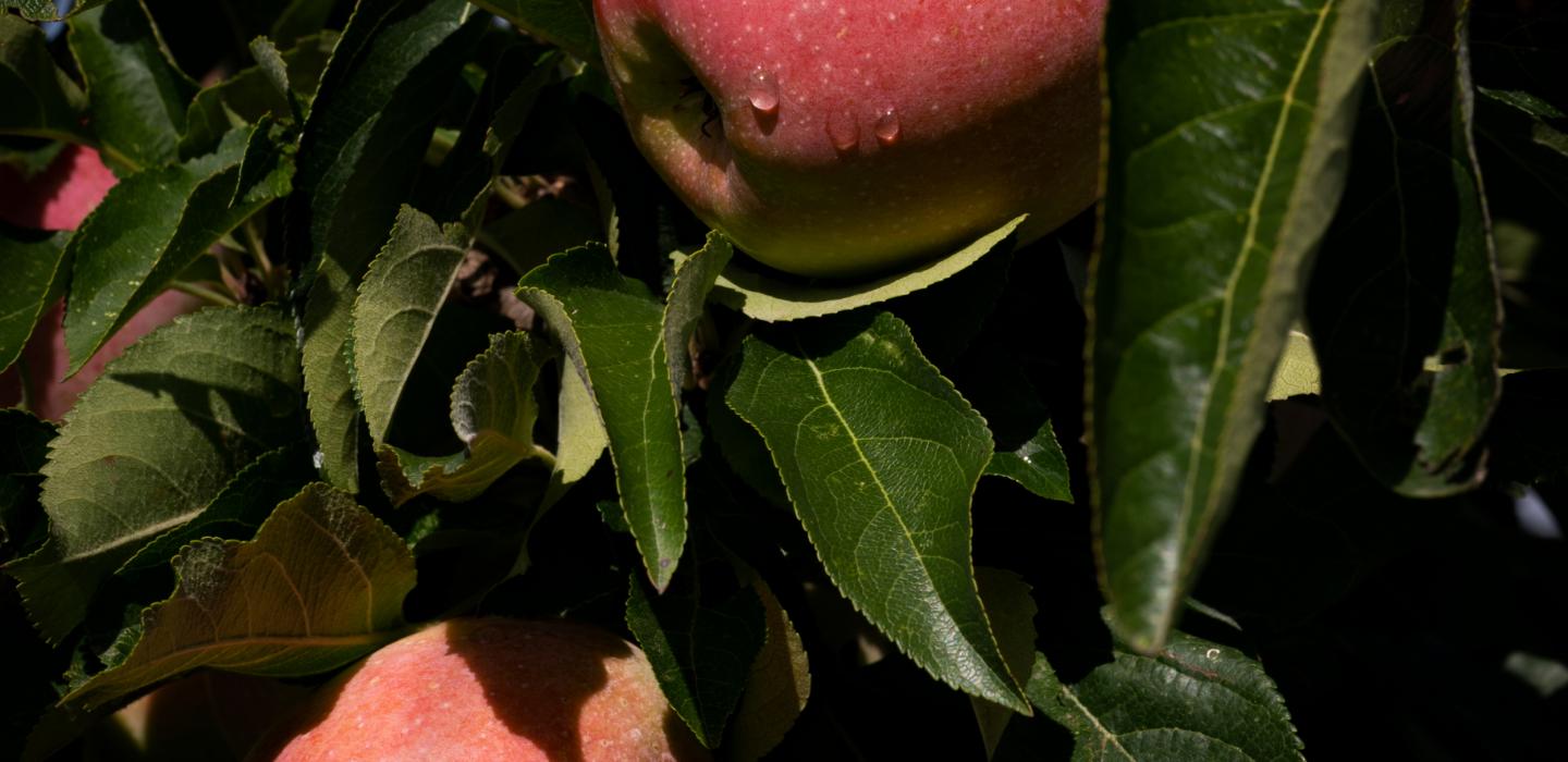 Fruit trees