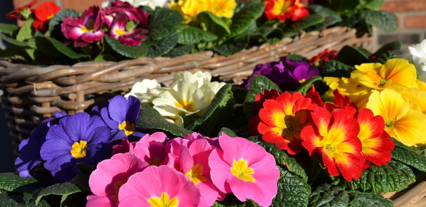 Bedding plants