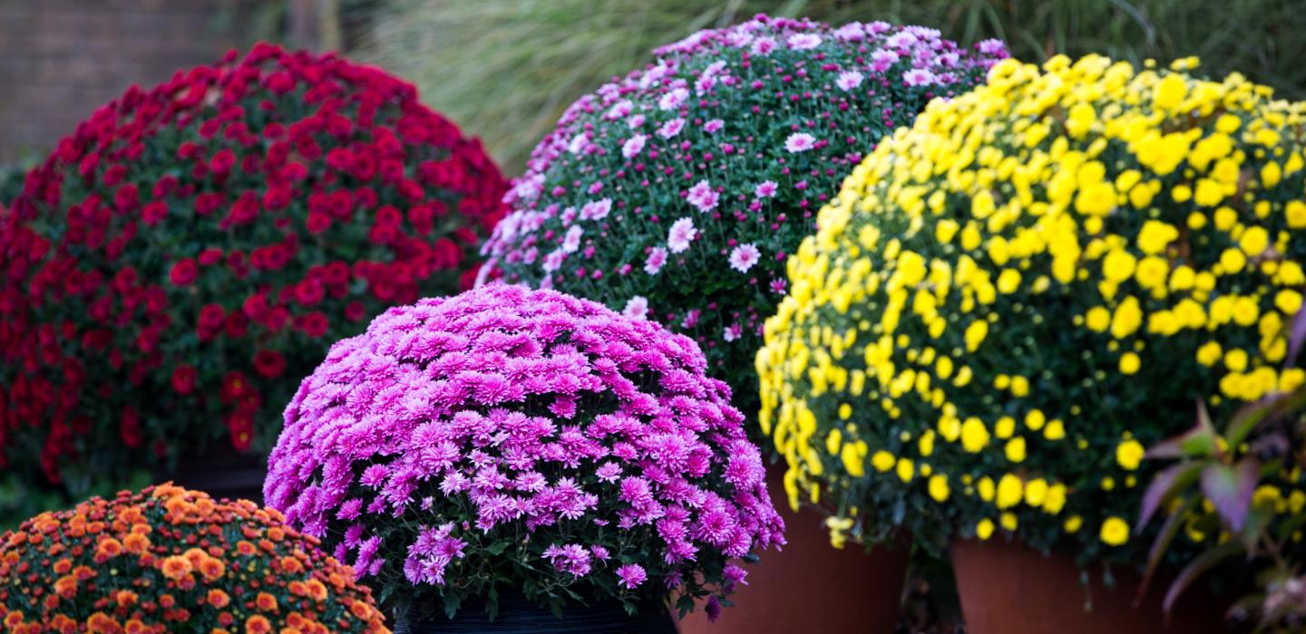 Chrysanthemums