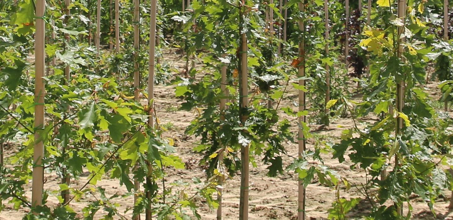 Rahoens Tree Nursery