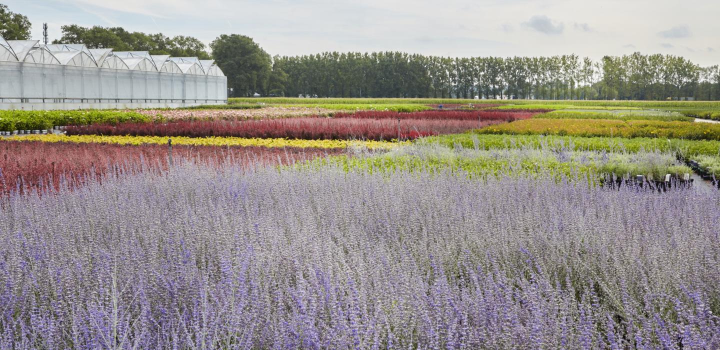 Flanders Plants