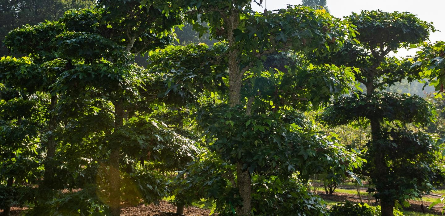 Mentens tree nursery