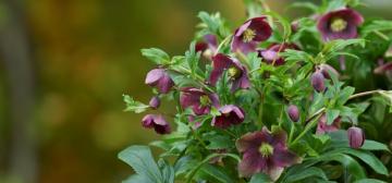 Helleborus VIV Valentina