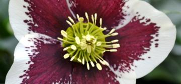 Helleborus orientalis 'Magic White spotted'