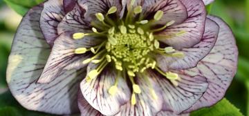 Helleborus orientalis double 'WB PICOTEE SELECTIONS'