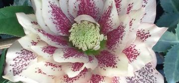 Helleborus orientalis double 'WB WHITE SPOTTED SELECTIONS'