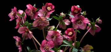 Helleborus orientalis single 'WB RED SELECTIONS'