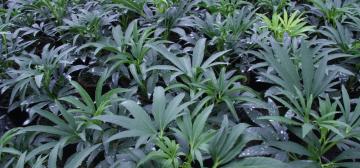 Planten