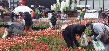 Tulpen zum Selberpflücken