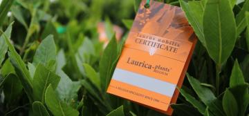 Laurica Plants