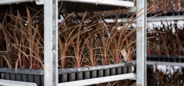 Denis Plants