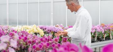 Microflor