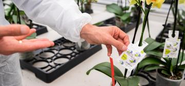 Microflor