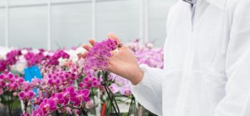 Microflor