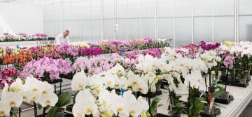 Microflor
