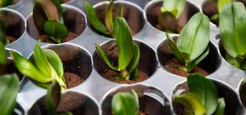 Microflor