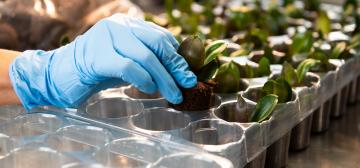 Microflor