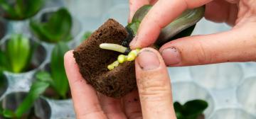 Microflor