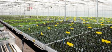 Microflor