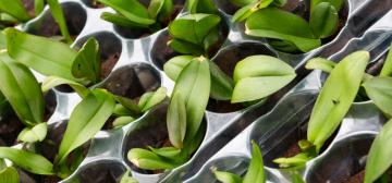 Microflor