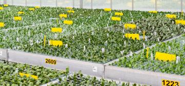 Microflor