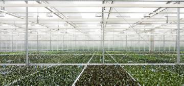 Microflor