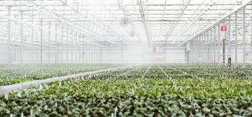 Microflor
